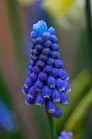 Muscari aucheri 'Blue Magic' - Grape Hyacinth