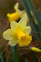 Narcissus 'Peeping Jenny' - Daffodil