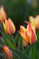 Tulipa 'Addis' - Tulip