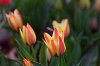 Tulipa 'Addis' - Tulip