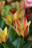 Tulipa 'Addis' - Tulip 'Addis'