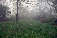 Holbrook Garden Fritillary meadow, Devon, UK. 