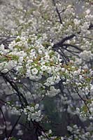 Prunus 'Shirotae' - Cherry 'Shirotae' 