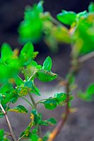Melampsora euphorbiae - Spurge rust on Euphorbia helioscopia - Sun Spurge