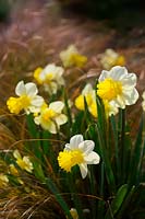 Narcissus 'Peeping Jenny' - Daffodil with Carex testacea