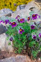 Pulsatilla vulgaris - Pasque Flower - on rockery