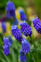 Muscaria 'Blue Magic' - Grape Hyacinth