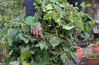 Phaseolus coccineus - Gardener holding Old Runner bean plants that have been removed from a vegetable garden in autumn after the harvest