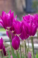 Tulipa 'Purple Dream'. Lily flowered tulip 