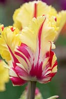 Tulipa 'Flaming parrot'. 