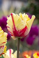 Tulipa 'Flaming parrot'. 