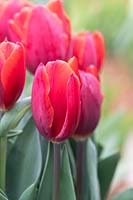Tulipa 'Couler Cardinal' - Tulip