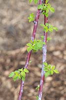 Rubus occidentalis 'Jewel' - Black Raspberry 'Jewel'