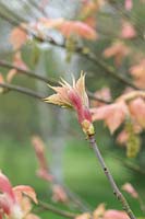 Acer pseudoplatanus 'Brilliantissimum' - Sycamore 'Brilliantissimum' 