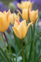 Tulipa linifolia 'Apricot Jewel' - Tulip 'Apricot Jewel'