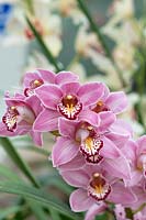 Cymbidium rosanette gx - Orchid 