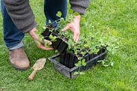 Lathyrus odoratus - Gardener picking up Sweet pea plants in deep rootrainers 