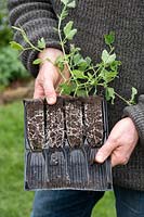 Lathyrus odoratus - Gardener holding Sweet pea plants in open deep rootrainers 