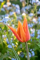 Tulipa 'Ballerina' - Lily flowered Tulip 'Ballerina'