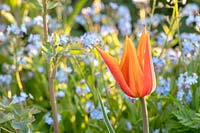 Tulipa 'Ballerina' - Lily flowered Tulip 'Ballerina' 