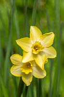 Narcissus 'Pipit' - Jonquil 'Pipit'
