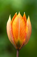 Tulipa orphanidea Whittallii Group - Tulip