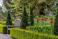 View of formal beds with bench, evergreen edging and conifers and 
Fritillaria imperialis - Crown Imperials 