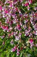 Lathyrus vernus 'Alboroseus' - Spring Pea, a perennial Sweetpea
