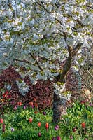    Prunus 'Shirotae' - Cherry 'Shirotae' in spring garden. Merriments Garden, East Sussex, UK