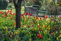 Tulipa flowering under tree at Merriments Gardens, Sussex, UK. 