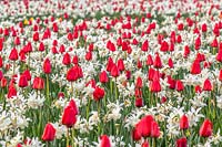 Tulipa 'Apeldoorn' and Narcissus 'Thalia'