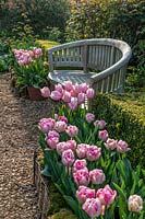  Tulipa 'Foxtrot' either side of wooden bench at Arundel Castle in Sussex