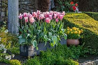 Tulipa 'Sanne' - Tulip - in grey trough in a corner with wall and hedging, in Italian Garden
