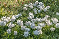 Tulipa 'Diamond Jubilee' naturalised in grass