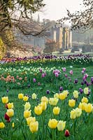 Drifts of Tulips at Hever Castle in Kent