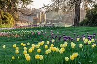 Drifts of Tulipa - Tulips at Hever Castle, Kent, UK.