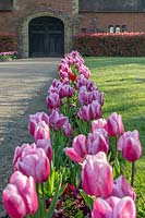 Narrow bed between drive and lawn with historic entrance in background.
Formal beds of Tulipa 'Raspberry Ripple' - Tulip
