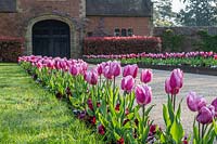 Tulipa 'Raspberry Ripple' edging driveway at Hever Castle, Kent, UK.
