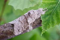 Calliteara pudibunda - Pale Tussock Moth