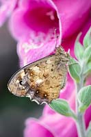 Pararge aegeria - Speckled Wood - a butterfly resting on Digitalis - Foxglove