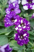 Petunia 'Night Sky' - a novelty with unusual markings on petals 