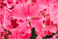 Hydrangea macrophylla 'Curly Sparkle Red'