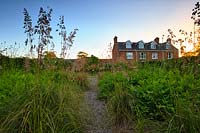 The grass garden at sunrise, featuring Ampelodesmos mauritanica, Stipa gigantea and Cephalaria gigantea. Walcott House, Norfolk, UK. 