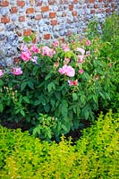 Rosa gallica 'Versicolor' - Rosa mundi planted with Oreganum vulgare 'Aureum - Golden marjoram against an old brick and flint wall. 