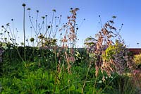 Ampelodesmos mauritanica and Cephalaria gigantea catch the last rays of sun in the Grass garden.