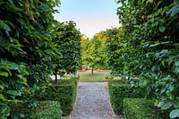View down walkway of pleached Carpinus betulus - Hornbeam - to central Morus nigra - Black Mulberry - in young orchard. 