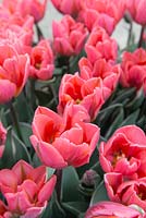 Tulipa 'Virichic' - Tulip 'Virichic'
