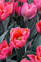 Tulipa 'Virichic' - Tulip 'Virichic'