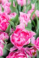 Tulipa 'Pink Star' - Tulip 'Pink Star'