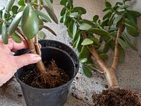 Gardener potting up divided Crassula ovata - Jade Plant. 